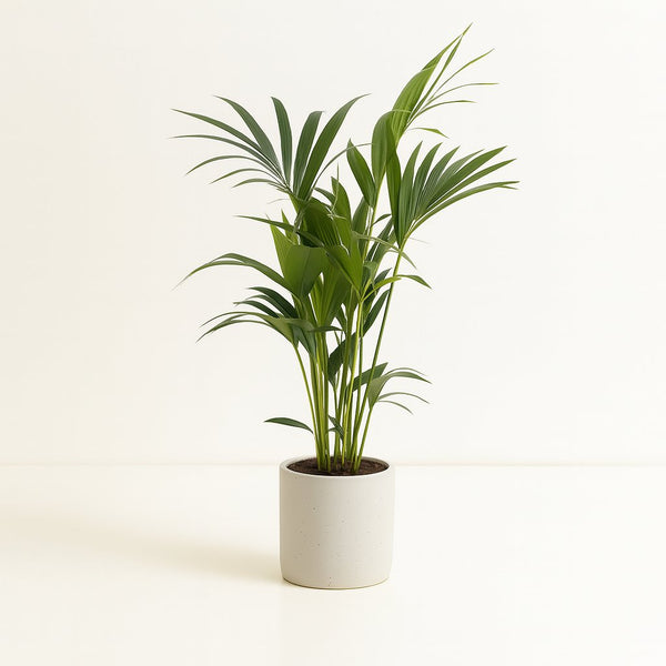Howea Forsteriana 75cm im 17cm Topf