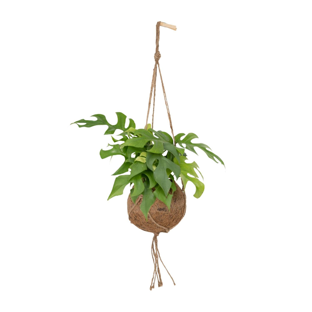 Kokedama Monstera Minima - 25cm in einem modernen Studio mit modernem Topf