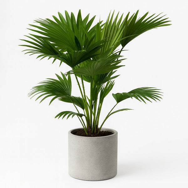 Livistona Rotundifolia 70cm im 17cm Topf