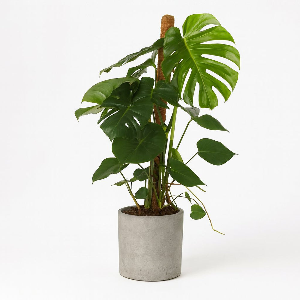 Monstera Deliciosa 105cm im 24cm Topf