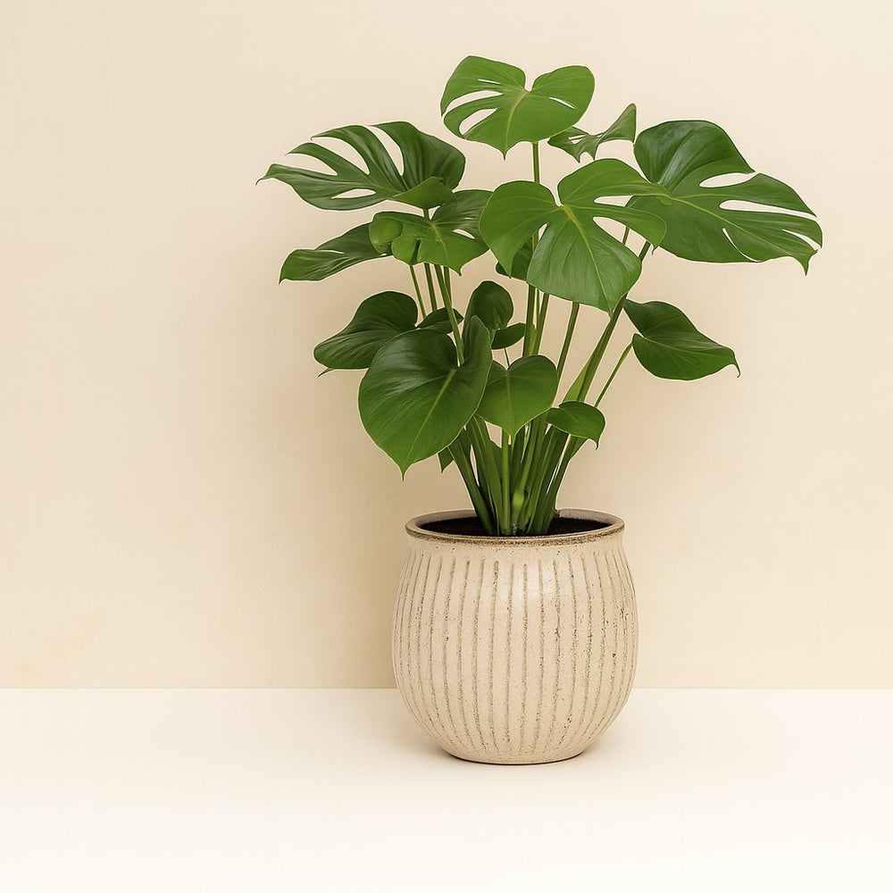 Monstera Deliciosa 55cm im 17cm Topf Set