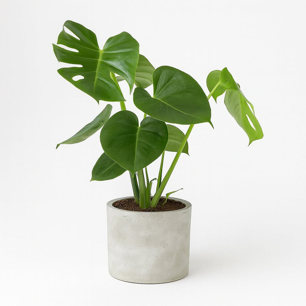 Monstera Deliciosa 55cm im 17cm Topf mehrtriebig