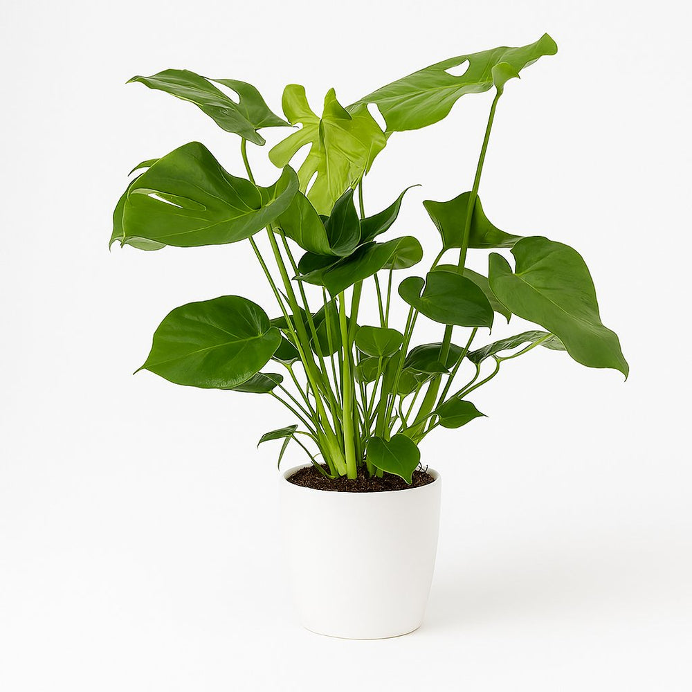 Monstera Deliciosa 60cm im 19cm Topf