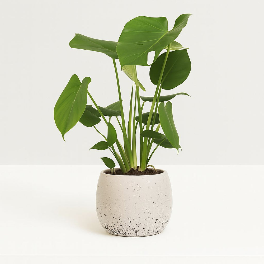 Monstera Deliciosa 60cm im 17cm Topf