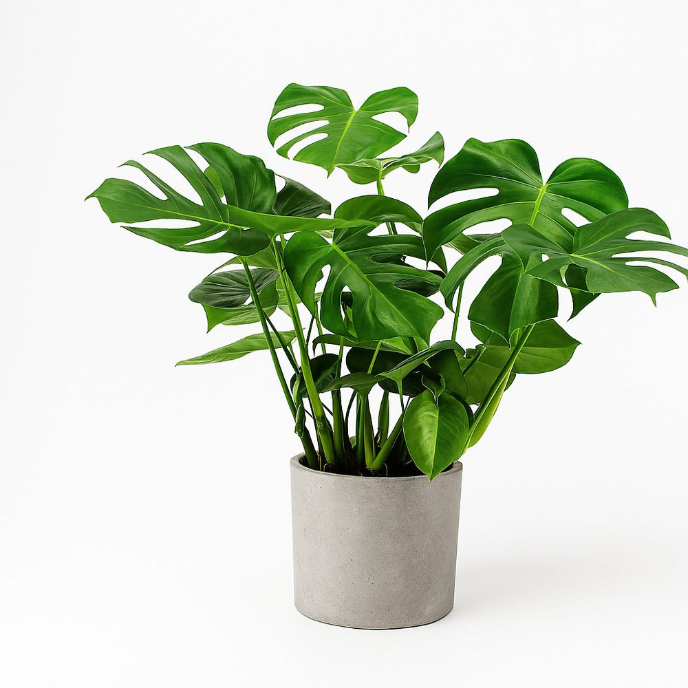 Monstera Deliciosa 65cm im 21cm Topf