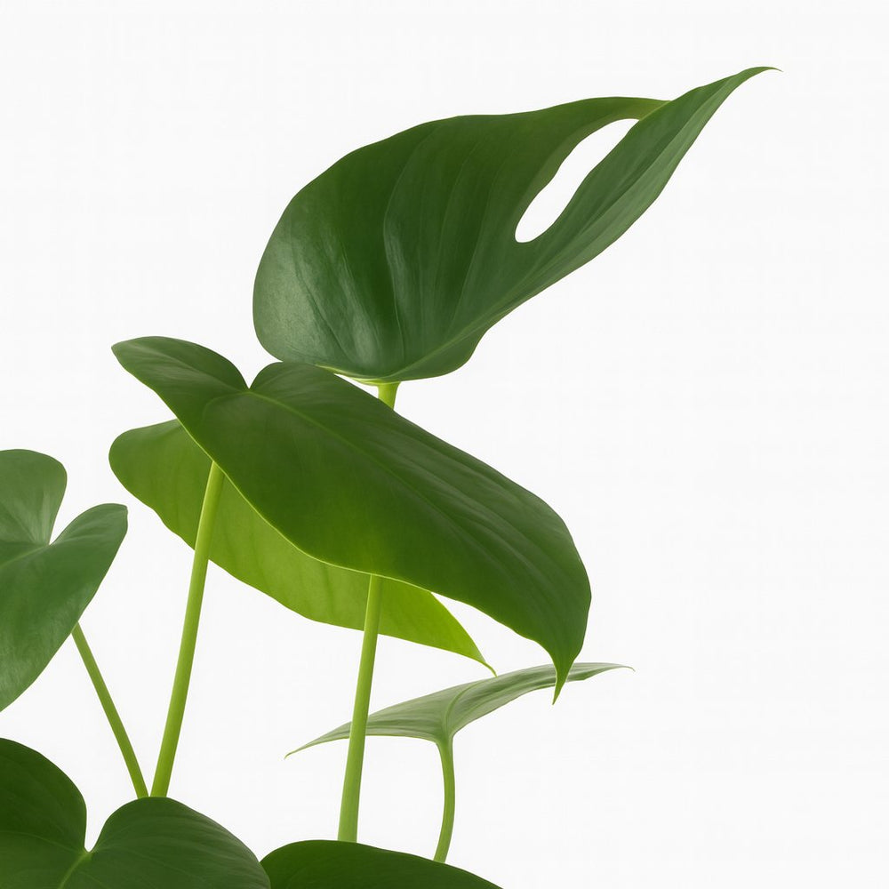 Monstera Deliciosa 45cm im 14cm Topf Nahaufnahme
