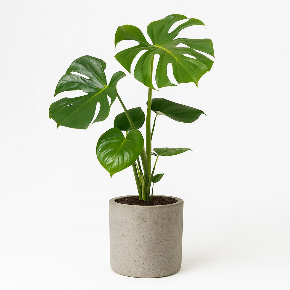 Monstera Deliciosa 55cm im 17cm Topf