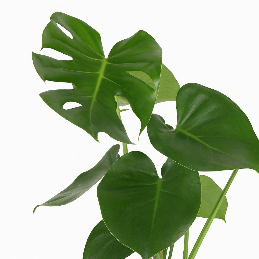 Monstera Deliciosa 55cm im 17cm Topf mehrtriebig Detail