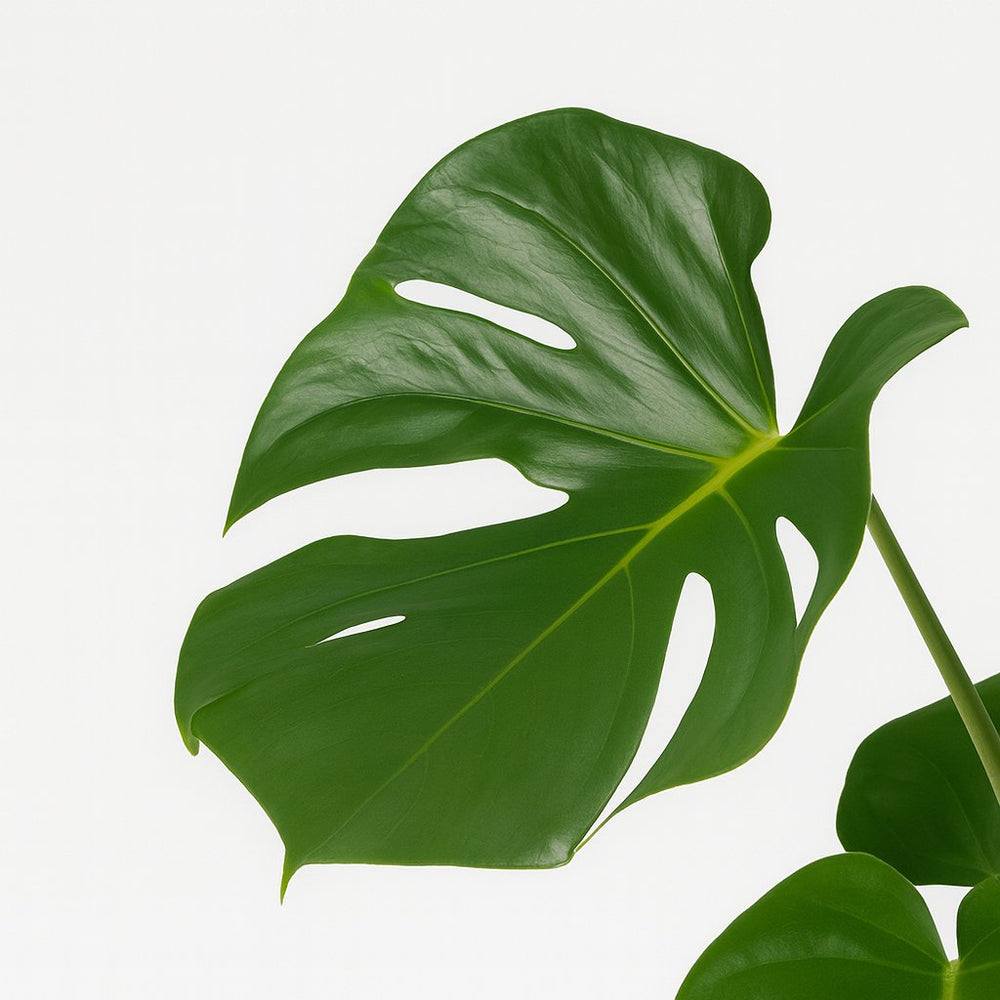 Monstera Deliciosa 55cm im 17cm Topf Nahaufnahme