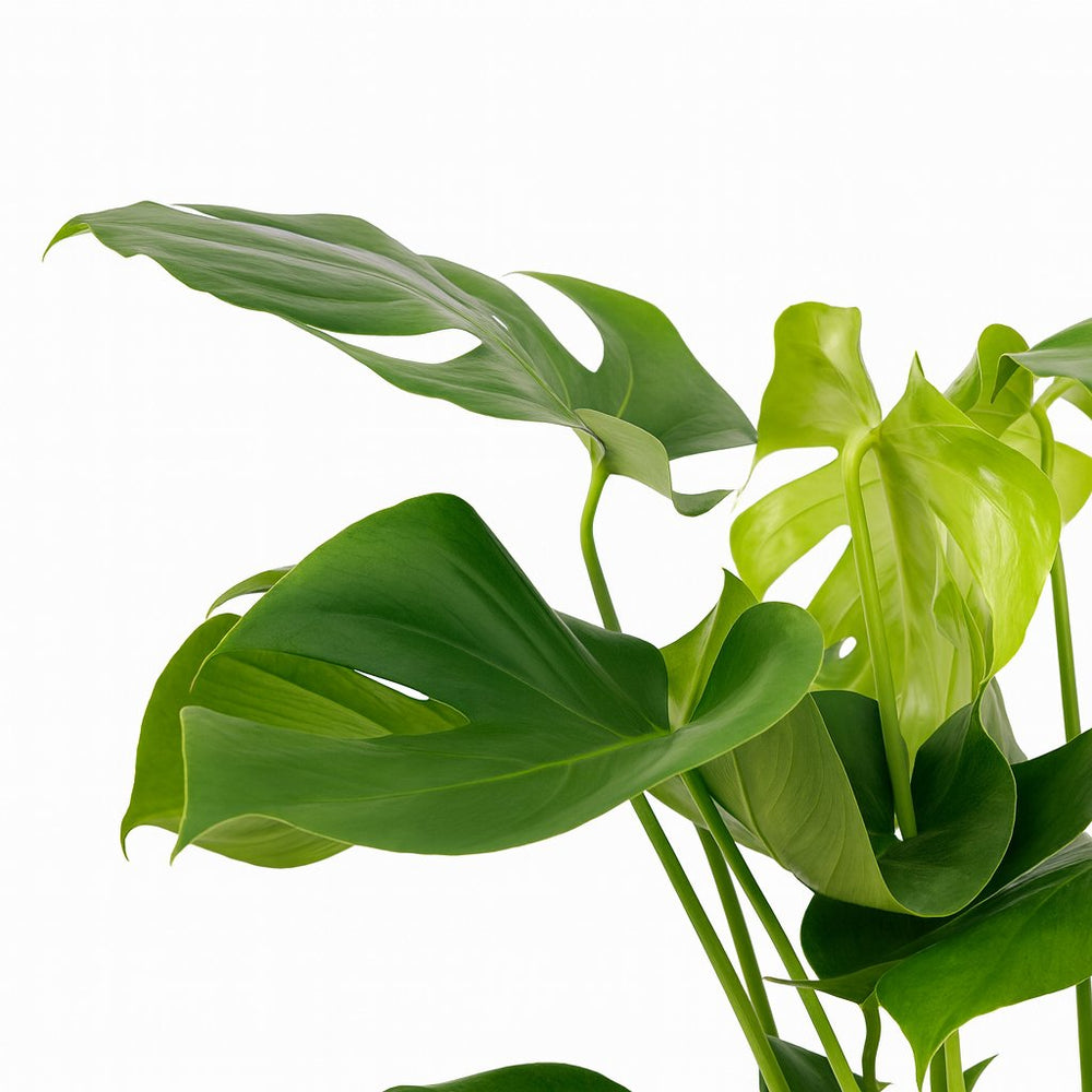 Monstera Deliciosa 60cm im 19cm Topf Nahaufnahme