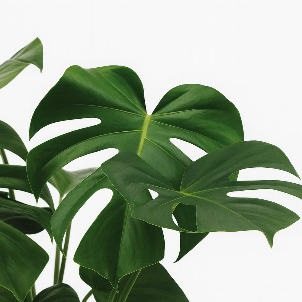 Monstera Deliciosa 65cm im 21cm Topf Nahaufnahme Detail