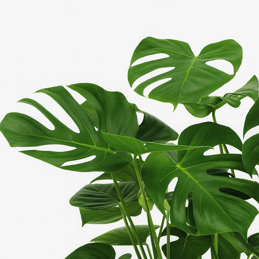Monstera Deliciosa 65cm im 21cm Topf Nahaufnahme