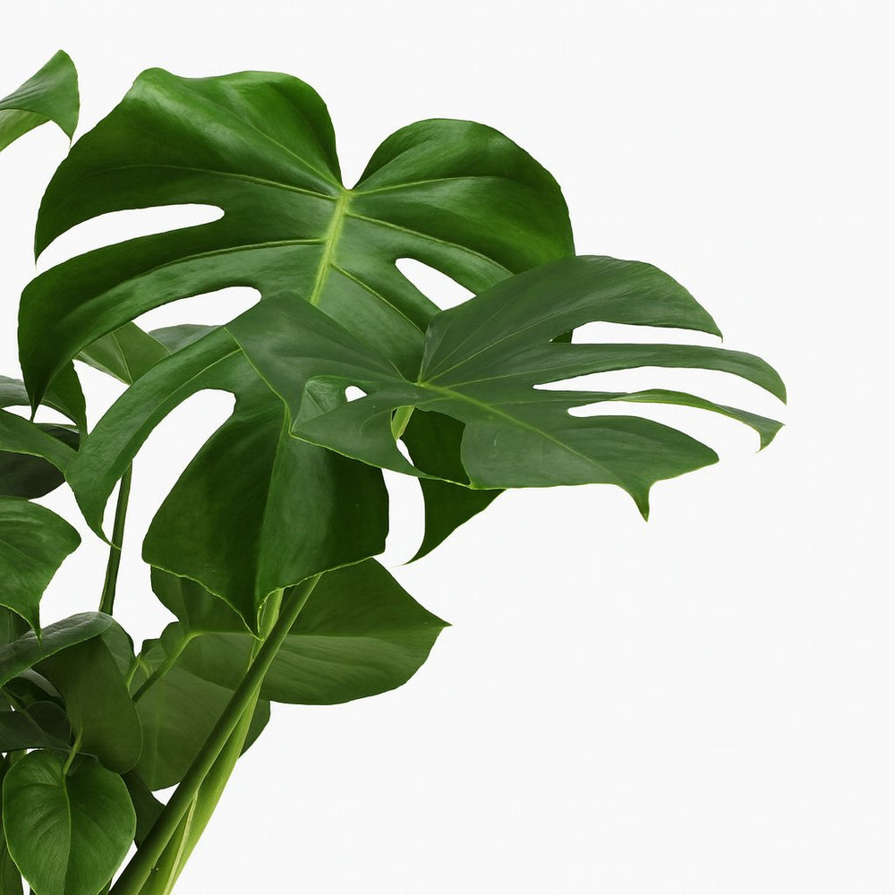 Monstera Deliciosa 75cm im 21cm Topf Nahaufnahme
