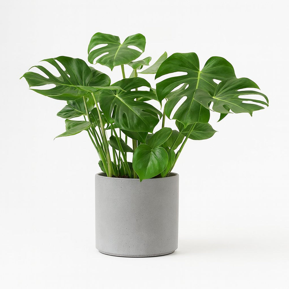 Monstera Deliciosa 75cm im 21cm Topf