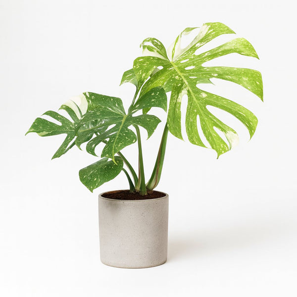 Monstera Thai Constellation 50cm im 15cm Topf