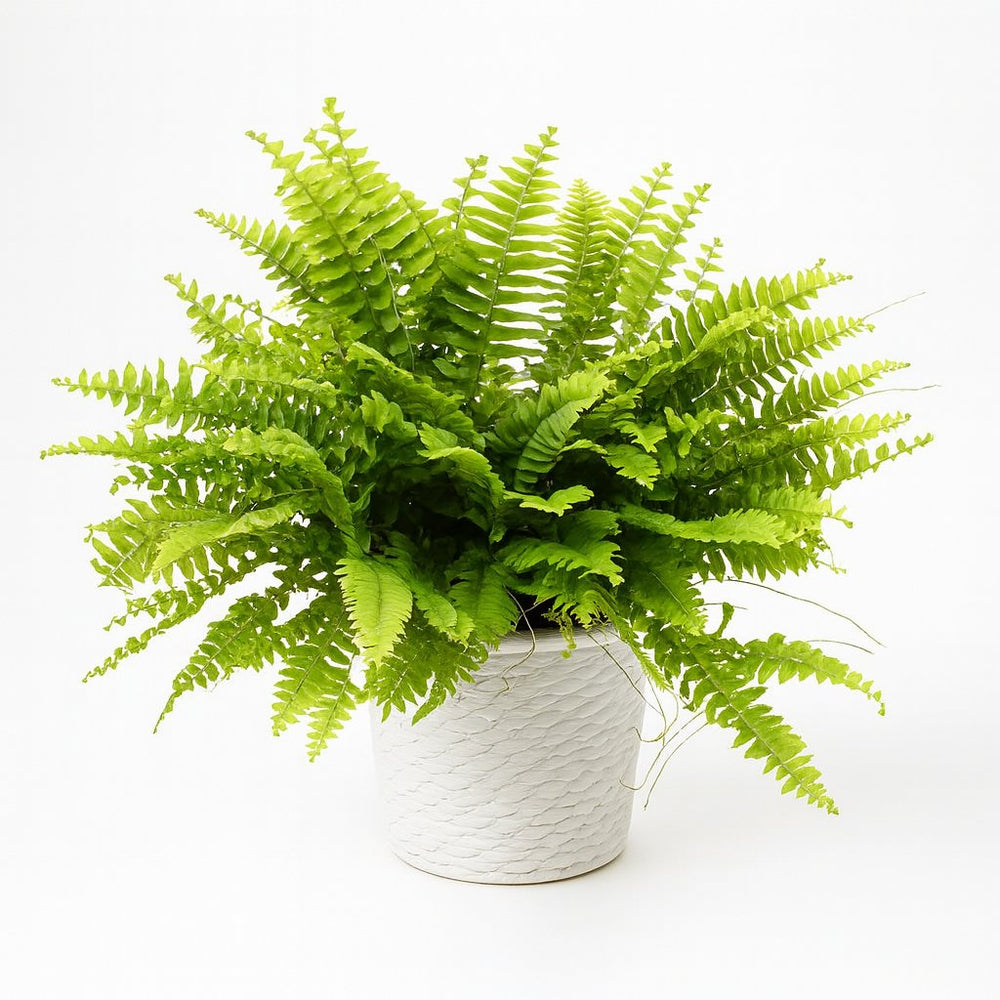 Nephrolepis Boston Green Moment - 20cm