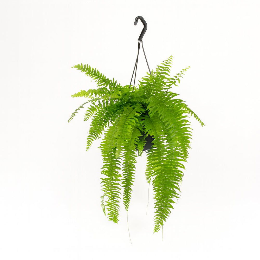 Nephrolepis Macho 100cm im 20cm Topf