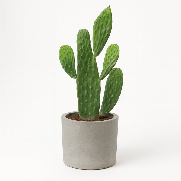 Opuntia Rubescens Consolea 35cm im 12cm Topf