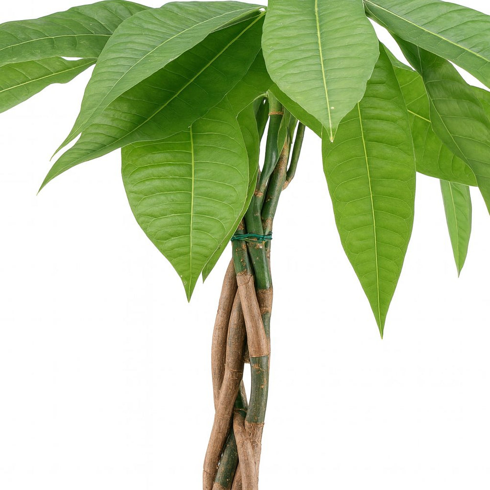 Pachira Aquatica 80cm Nahaufnahme