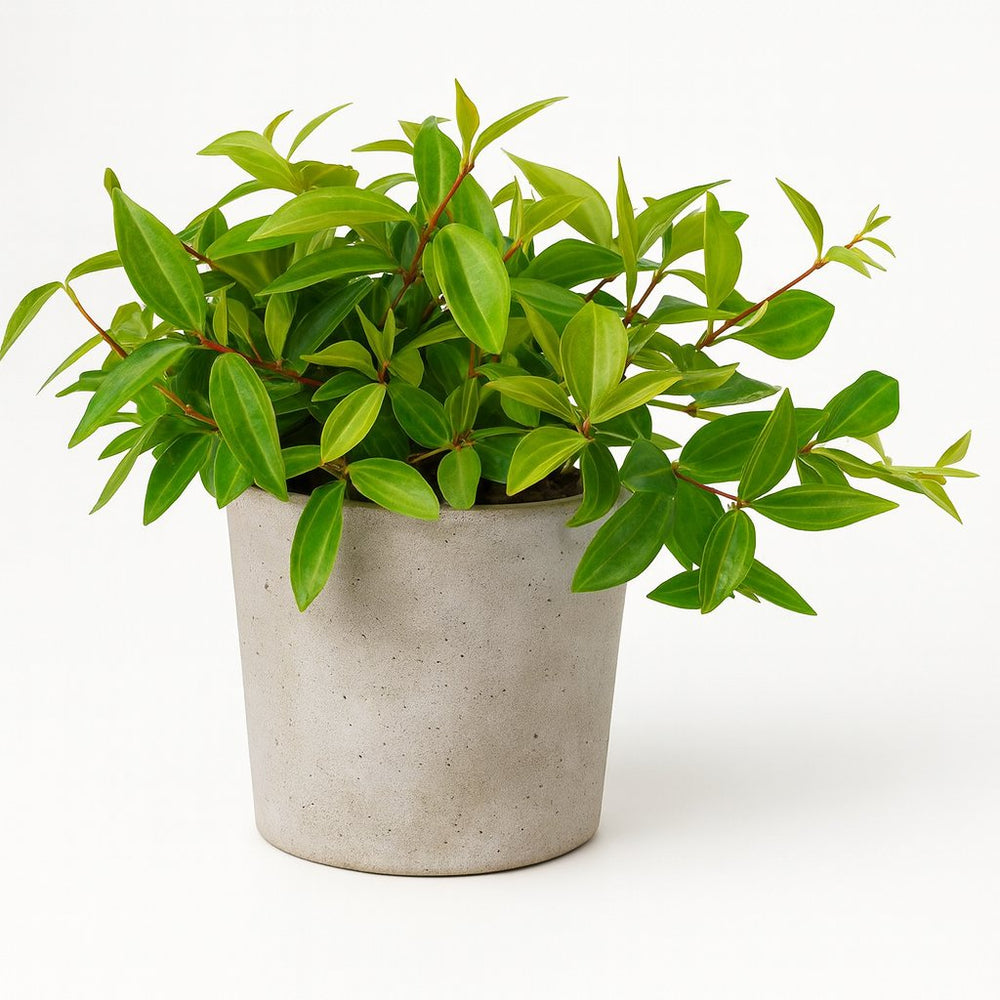 Peperomia Ang. Rocca Vivace 15cm im 11cm Topf