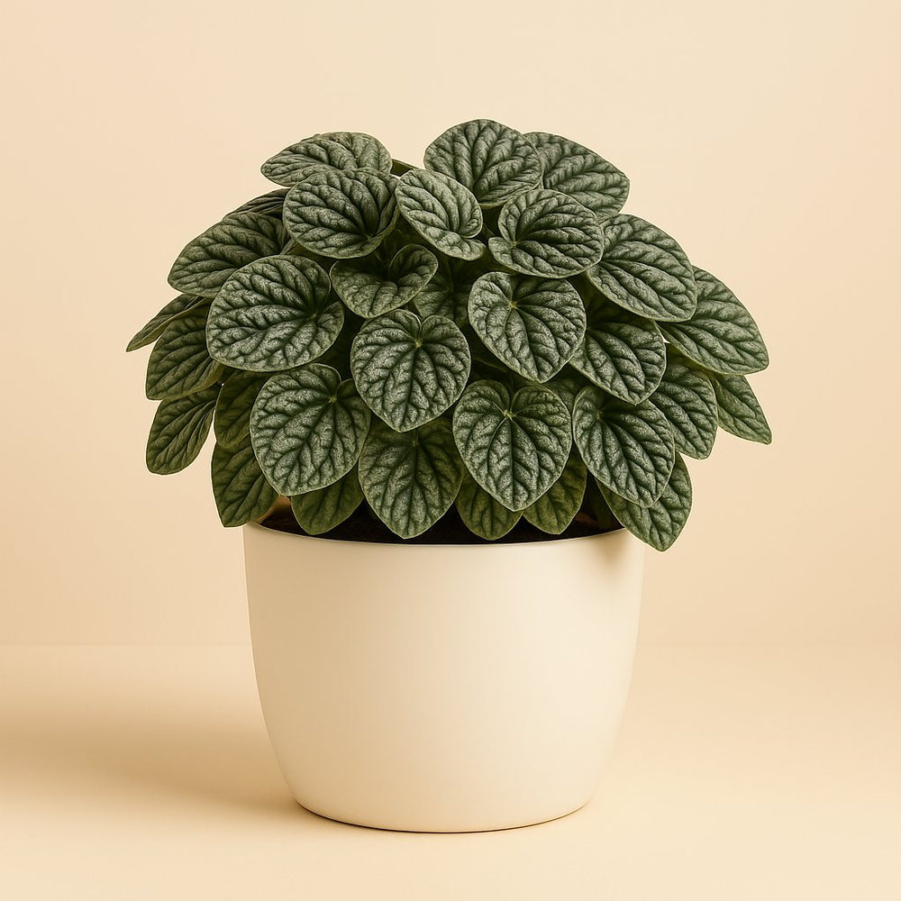 Peperomia Burbella 25cm im 15cm Topf