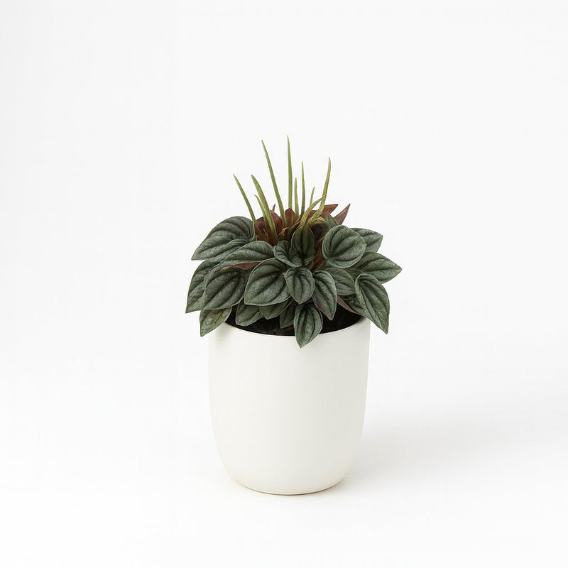 Peperomia Napoli Nights - 15cm Detail