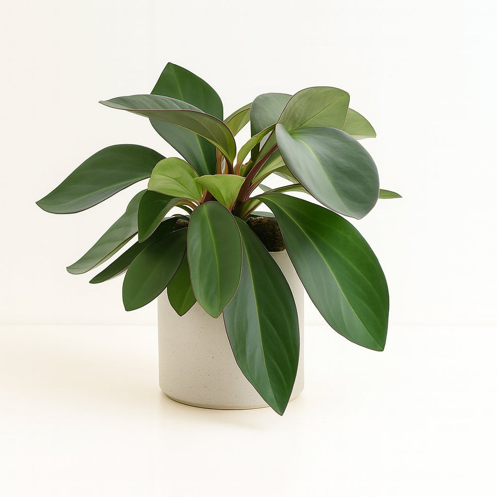 Peperomia Red Margin Feel Green 30cm im 14cm Topf