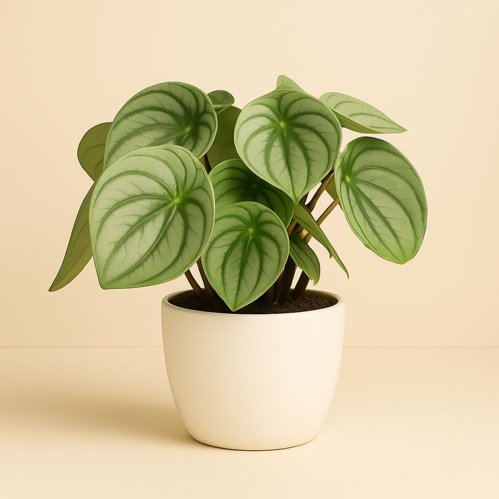 Peperomia Watermelon Big 25cm im 14cm Topf
