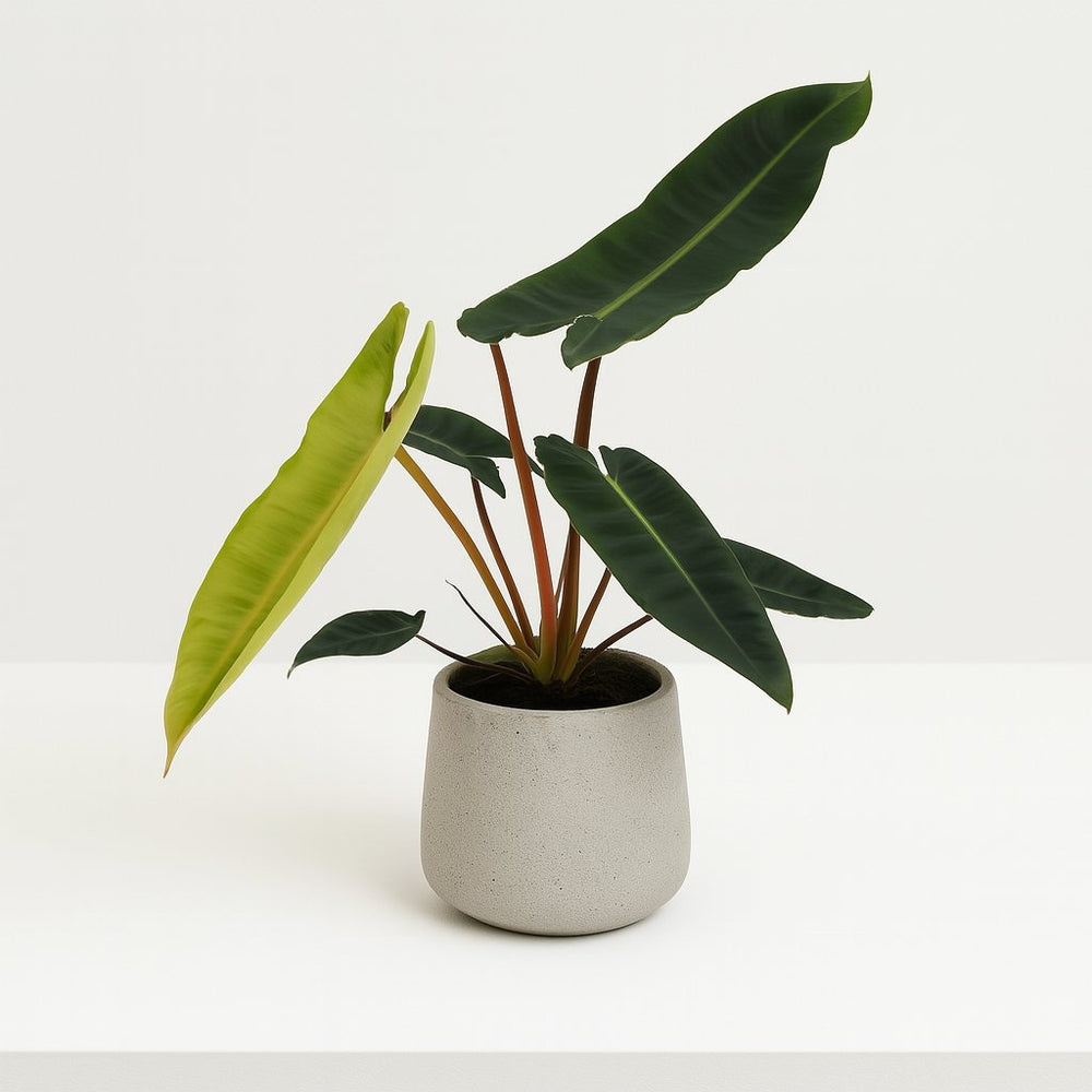 Philodendron Billietiae 25cm im 12cm Topf
