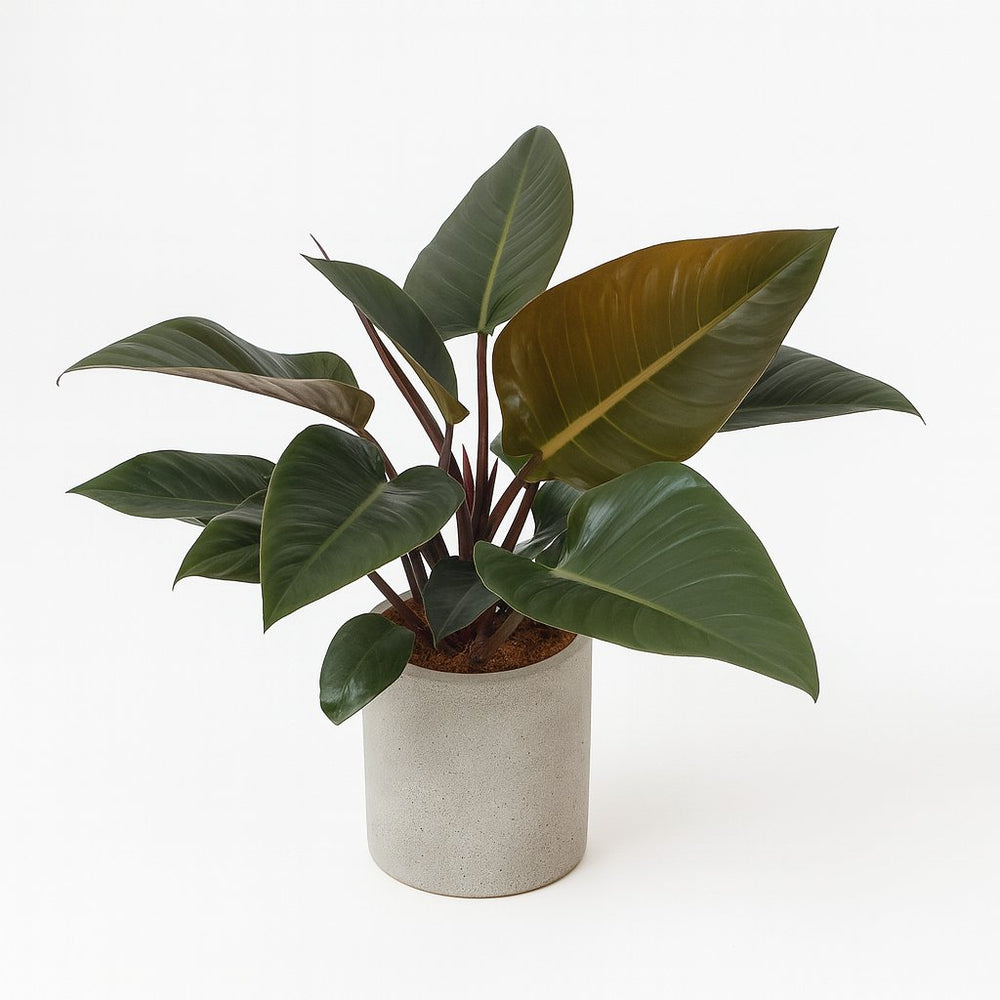 Philodendron Congo Red 80cm im 27cm Topf