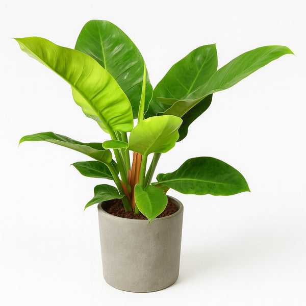Philodendron Imperial Green 55cm im 19cm Topf