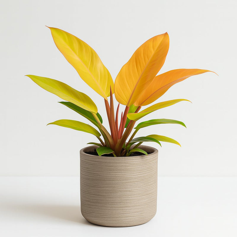 Philodendron Prince of Orange Detail
