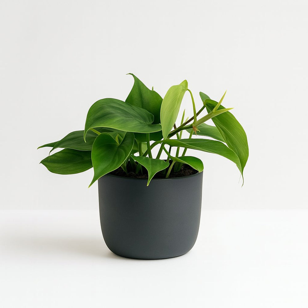 Philodendron Scandens 20cm im 12cm Topf
