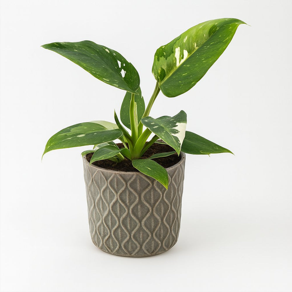 Philodendron White Princess 25cm im 12cm Topf