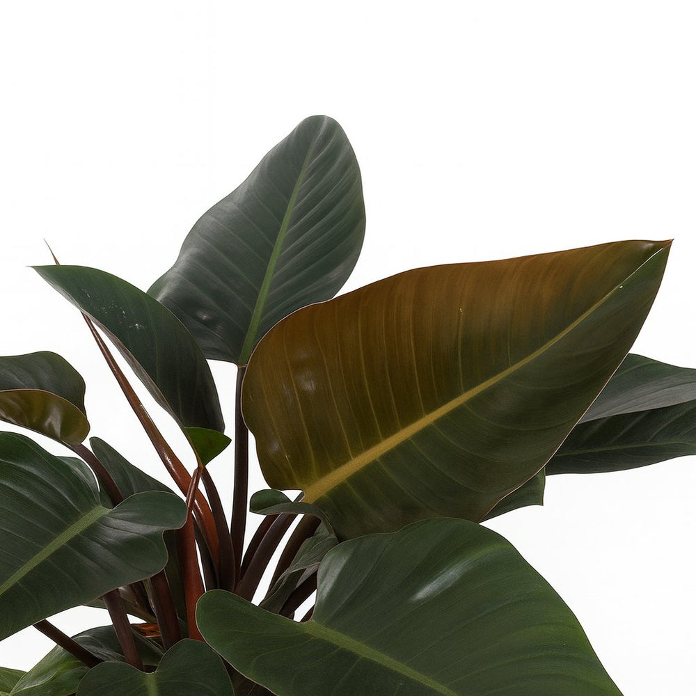Philodendron Congo Red 80cm im 27cm Topf Nahaufnahme