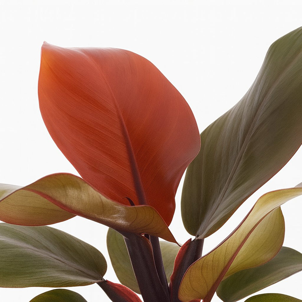 Philodendron Imperial Red 25cm Nahaufnahme