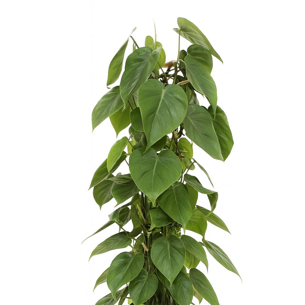 Philodendron Scandens 120cm im 24cm Topf Nahaufnahme