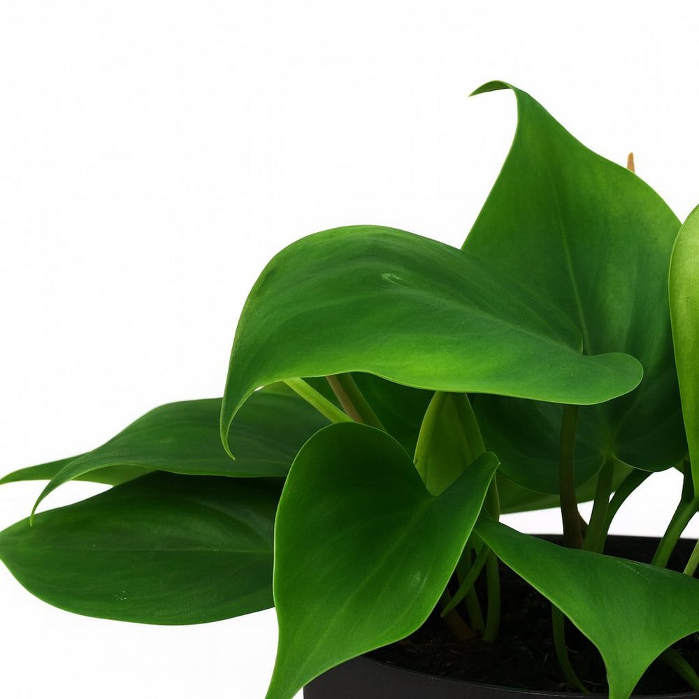 Philodendron Scandens 20cm im 12cm Topf Nahaufnahme