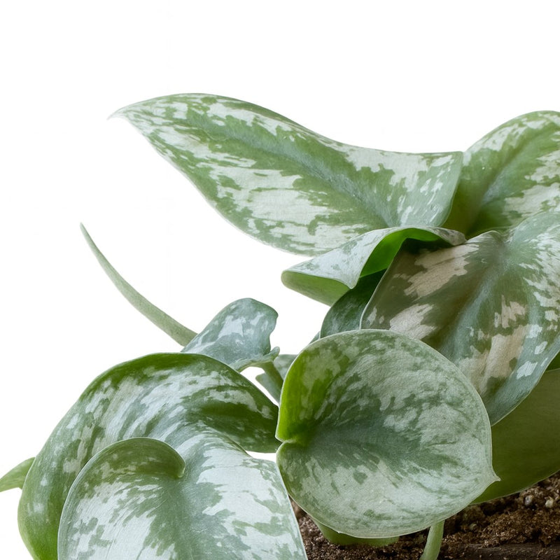 Philodendron Scandens Pictus Trebie - 22cm Detail