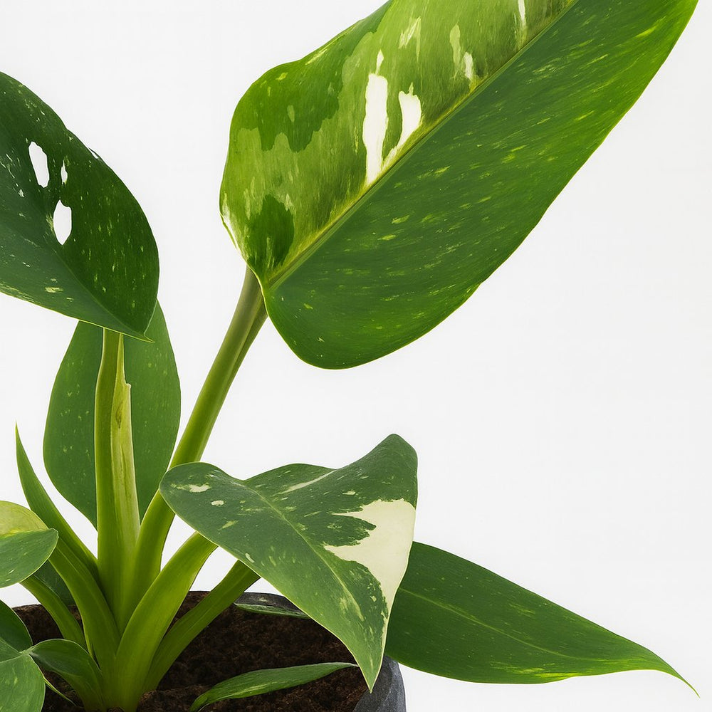Philodendron White Princess 25cm Nahaufnahme