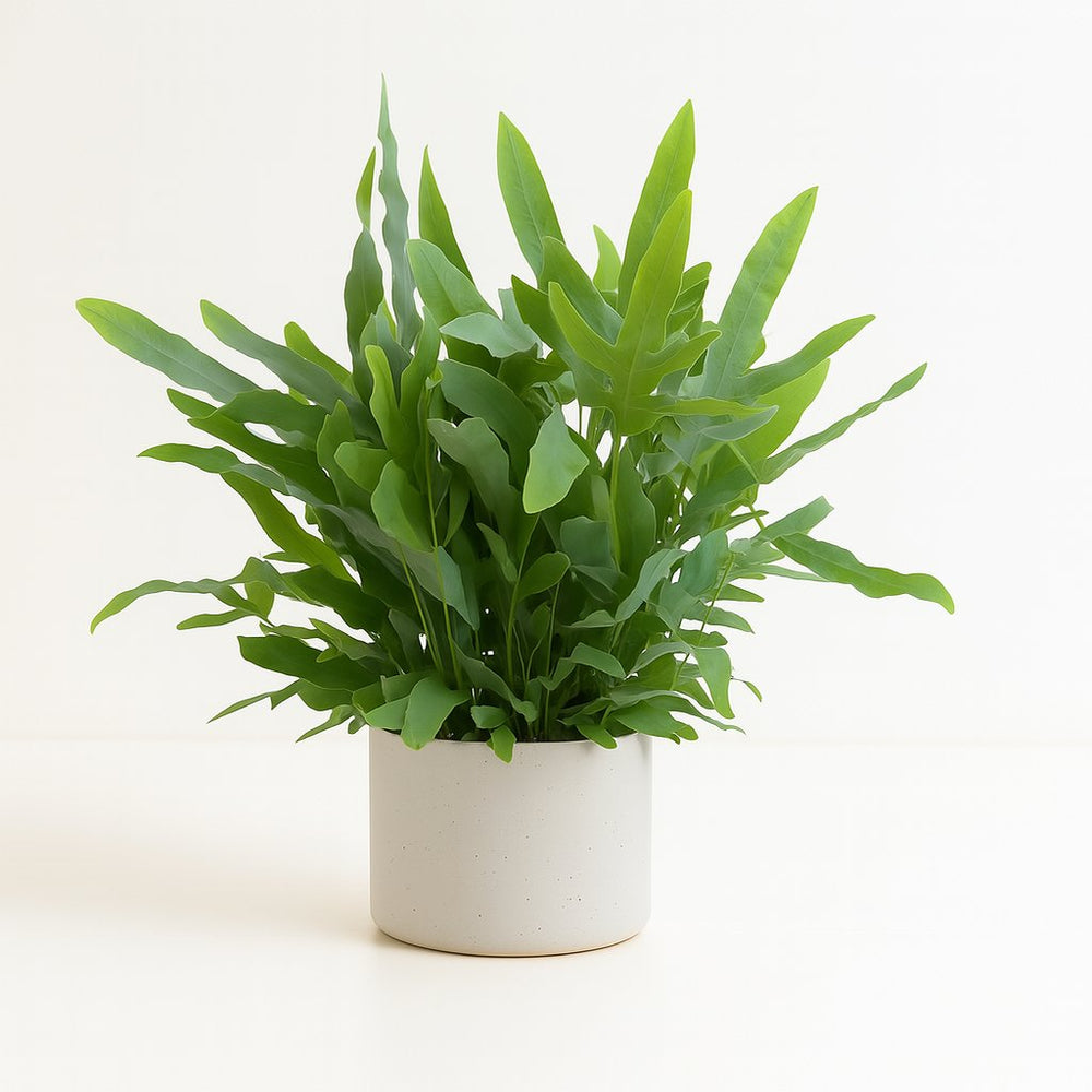 Phlebodium Blue Fern 40cm im 14cm Topf