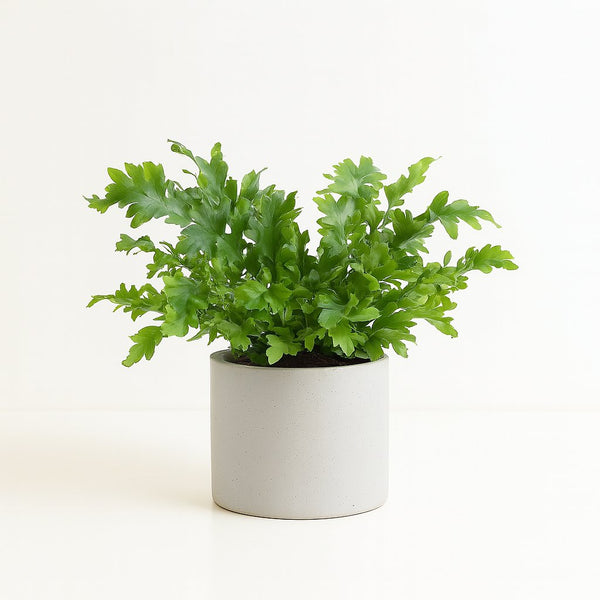 Phlebodium Davana 35cm im 12cm Topf