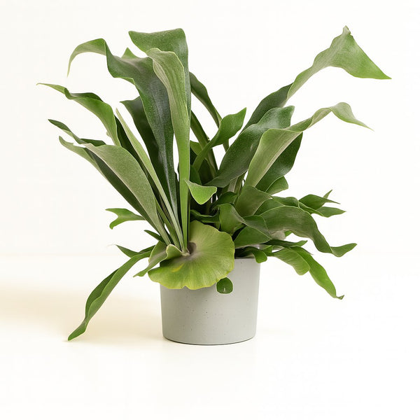 Platycerium Bifurcatum 30cm im 17cm Topf