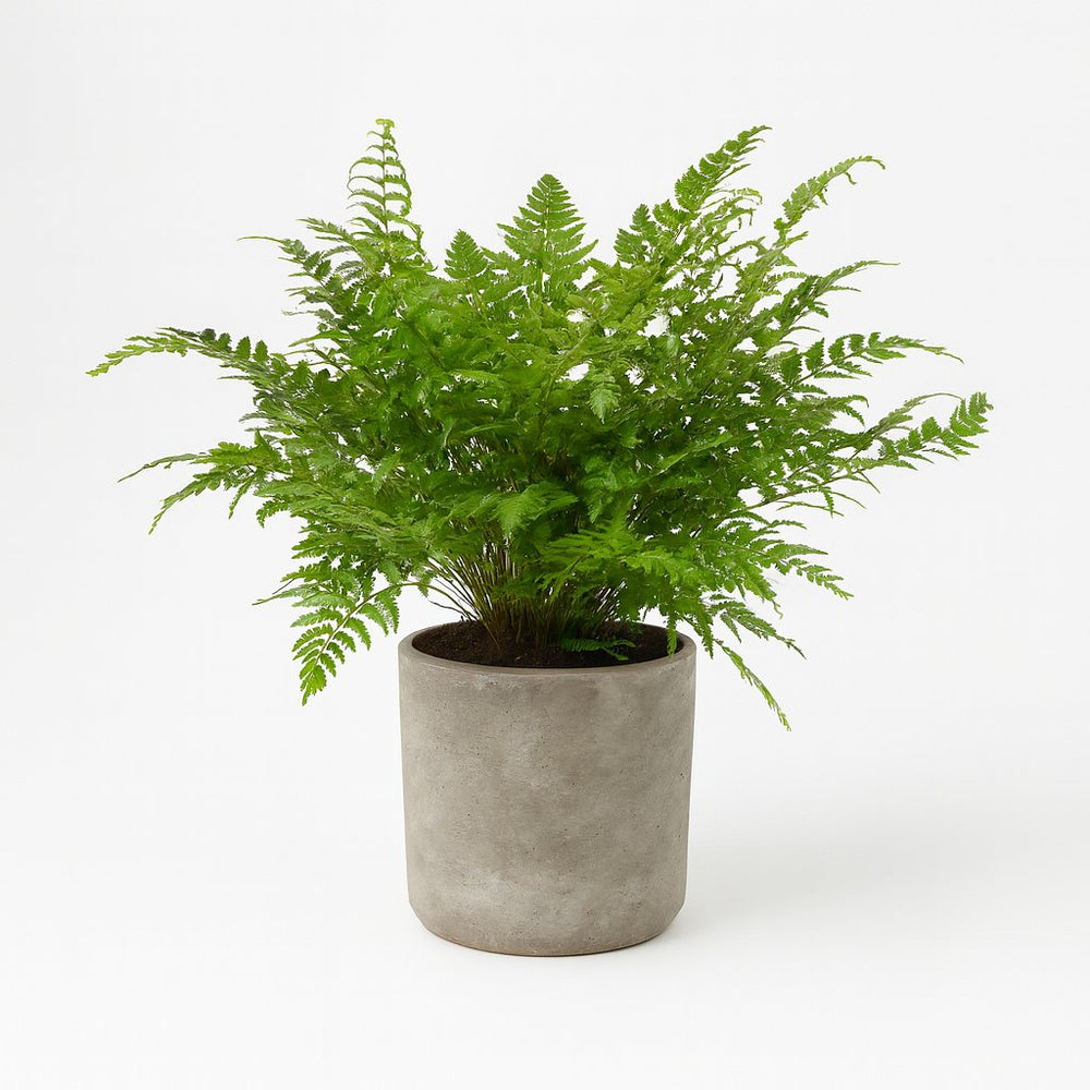 Polystichum Tsussimense / Athyrium 30cm im 12cm Topf
