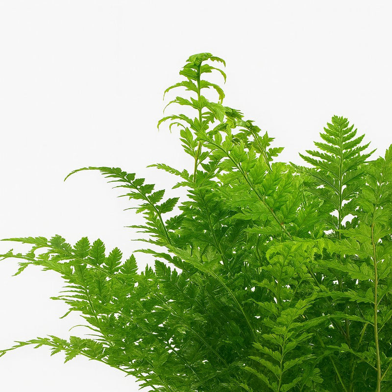 Polystichum Tsussimense / Athyrium Detail