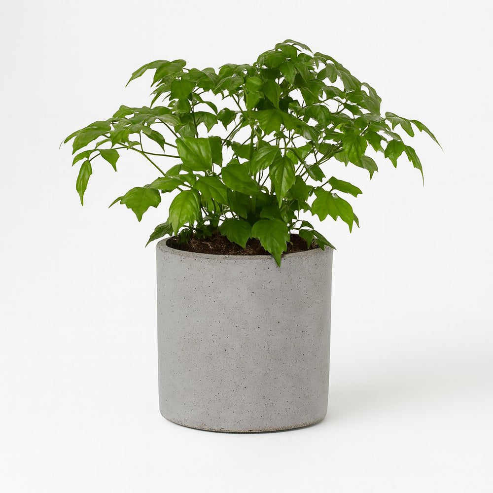 Rademachera Sinica 27cm im 12cm Topf