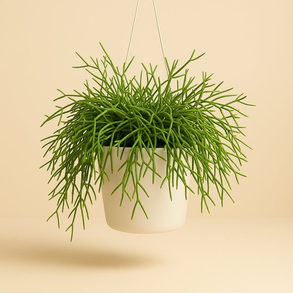Rhipsalis Heteroclada 60cm im 25cm Topf