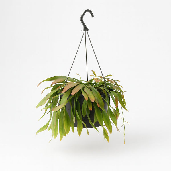 Rhipsalis Red Coral 25cm im 17cm Topf