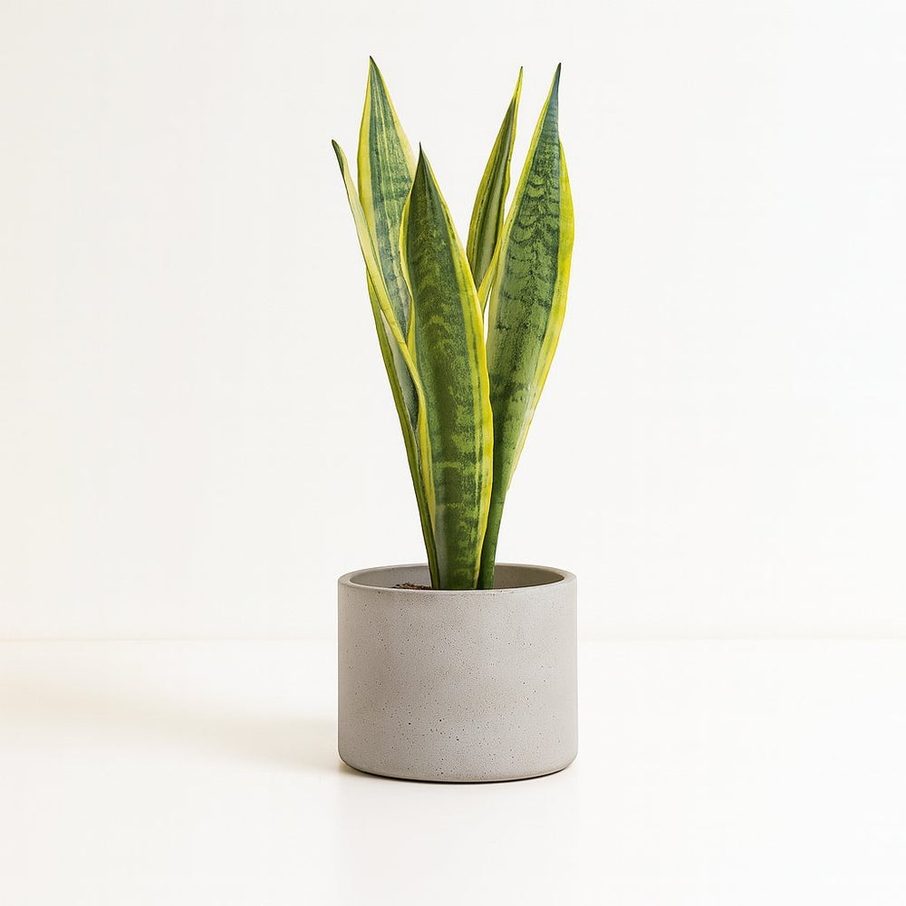 Sansevieria Aubrytniana Lauren - 50cm im Ø14cm Topf in einem modernen Studio