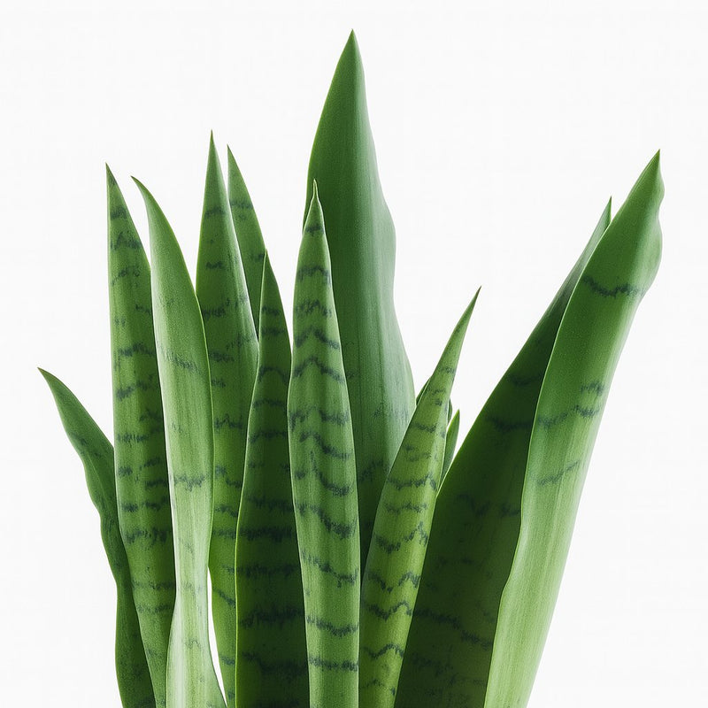 Sansevieria Spearmint Detail